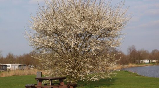 Mooie natuur op Naturistencamping Abtswoudse Hoeve