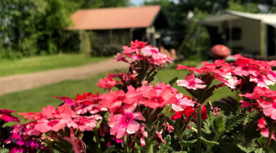 Naturistencamping De Appelhof