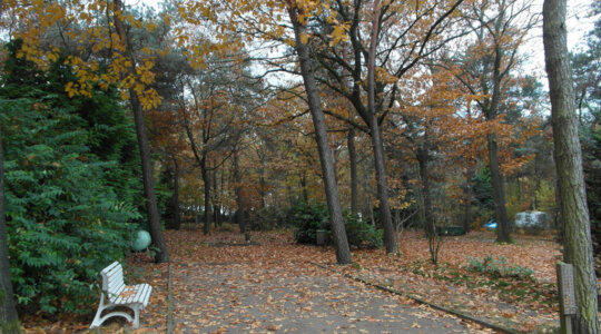 Naturistencamping De Ossendijk Limburg