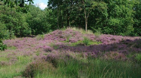 Naturistencamping De Birk