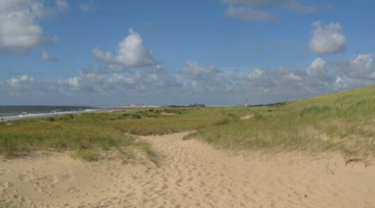 Het mooie duingras bij naaktstrand Bloemendaal aan Zee