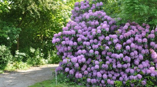 Grote bloeiende rododendron op Naturistencamping De Wilgenborgh