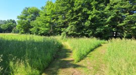 gemaaide paden op naturistencamping dessau