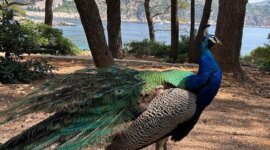 loslopende pauw op Naaktstrand Lokrum