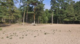 Naaktstrand Vålön Kristinehamn – Sandvikarna is een rustig zandstrand omringt door dennenbos