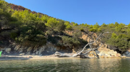 Aangespoelde boom op Naaktstrand Fokas Beach